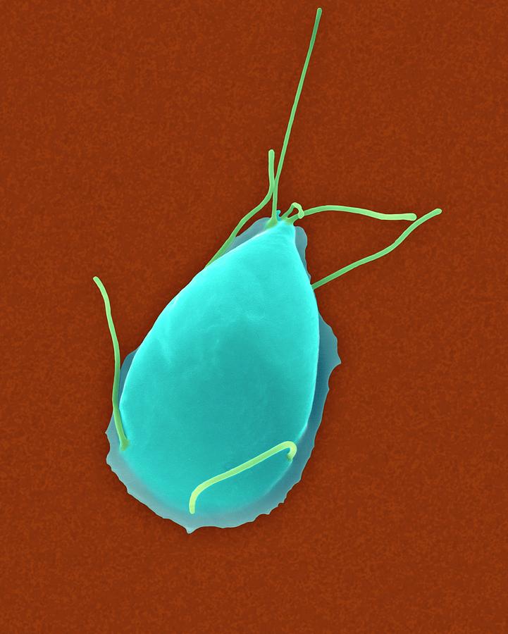 Giardia Lamblia Parasitic Protozoan Photograph By Dennis Kunkel Microscopyscience Photo Library 1917