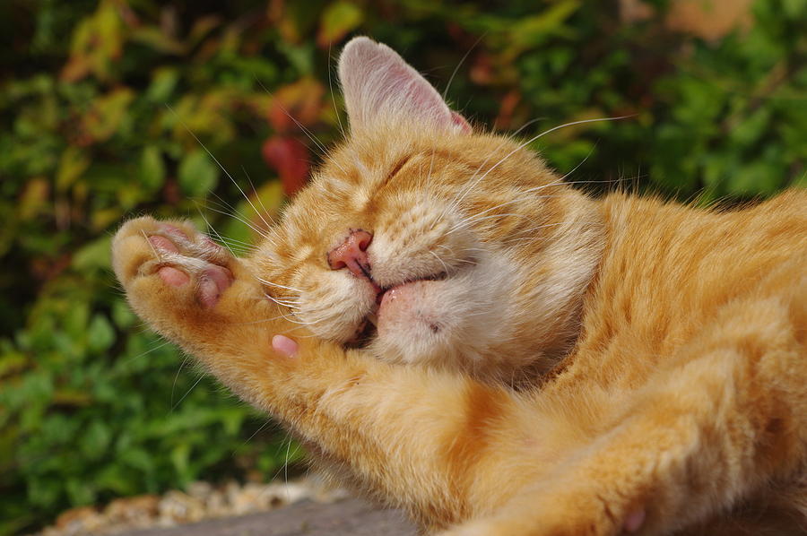 Ginger Cat Licking Paw Photograph by Turnip Towers