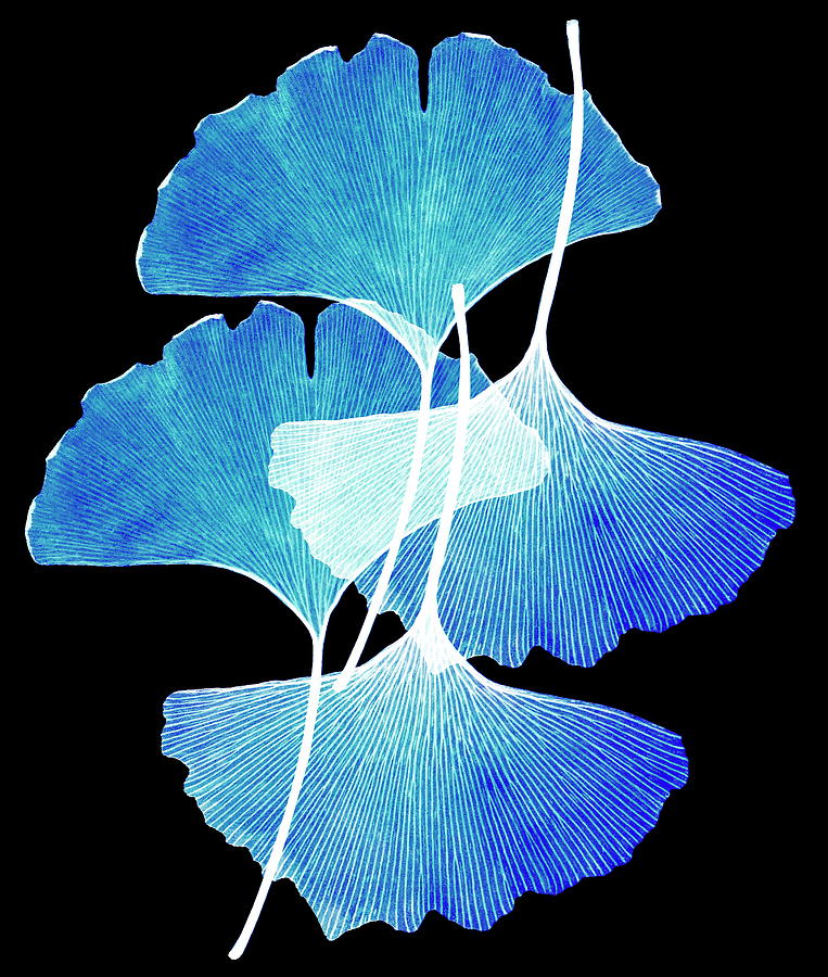 Ginkgo Leaves (ginkgo Biloba) #4 Photograph by Gustoimages/science Photo Library