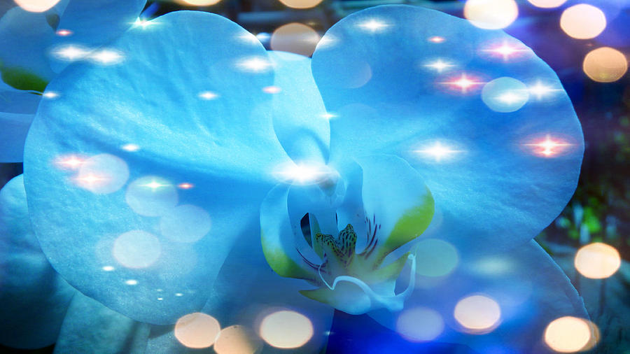 Glorious Orchids #4 Digital Art by Xueyin Chen