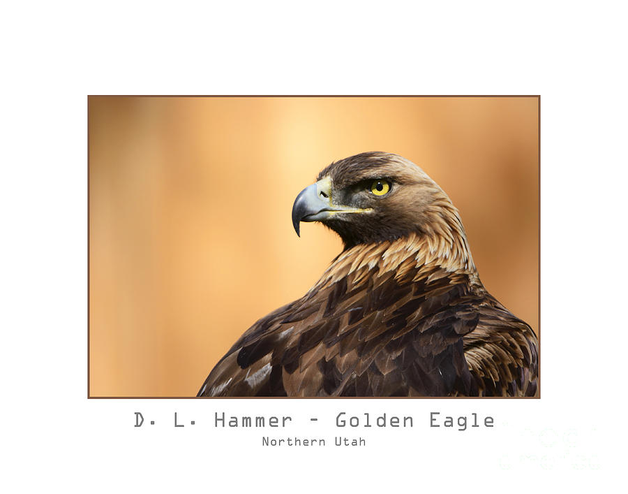 Golden Eagle #4 Photograph by Dennis Hammer