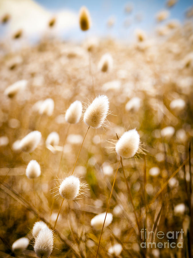 Nature Photograph - Golden Field #4 by THP Creative