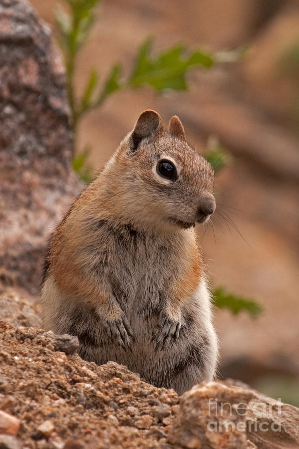 Golden Mantled Ground Squirrel #4 Photograph by Fred Stearns