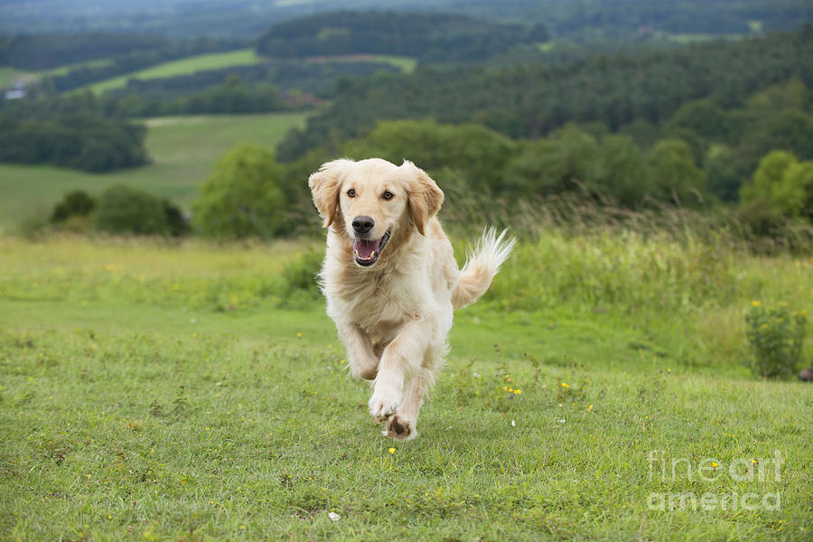 Dog Photograph - Golden Retriever #4 by John Daniels