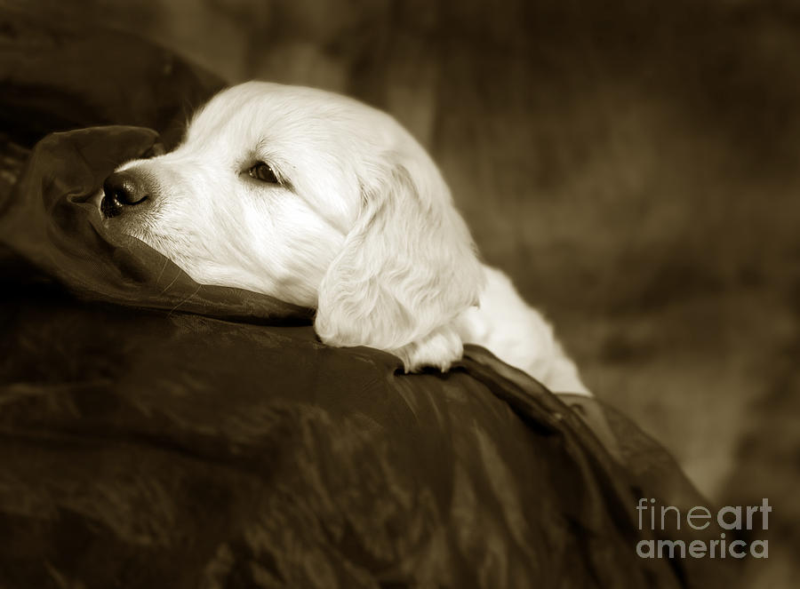 Golden retriever puppy #4 Photograph by Ang El