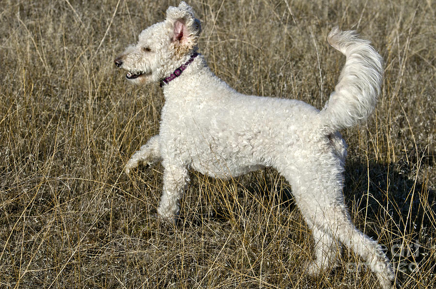 Nature Photograph - Goldendoodle Running #4 by William H. Mullins