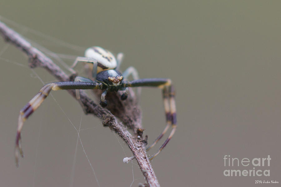 Goldenrod Crab Spider male  #4 Photograph by Jivko Nakev
