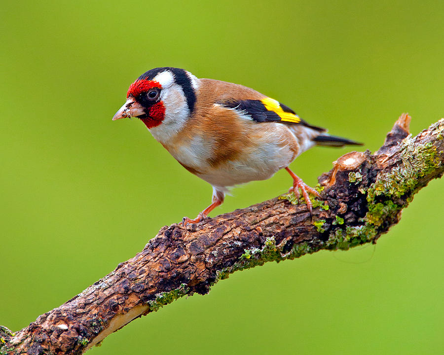 Goldfinch #4 Photograph by Paul Scoullar