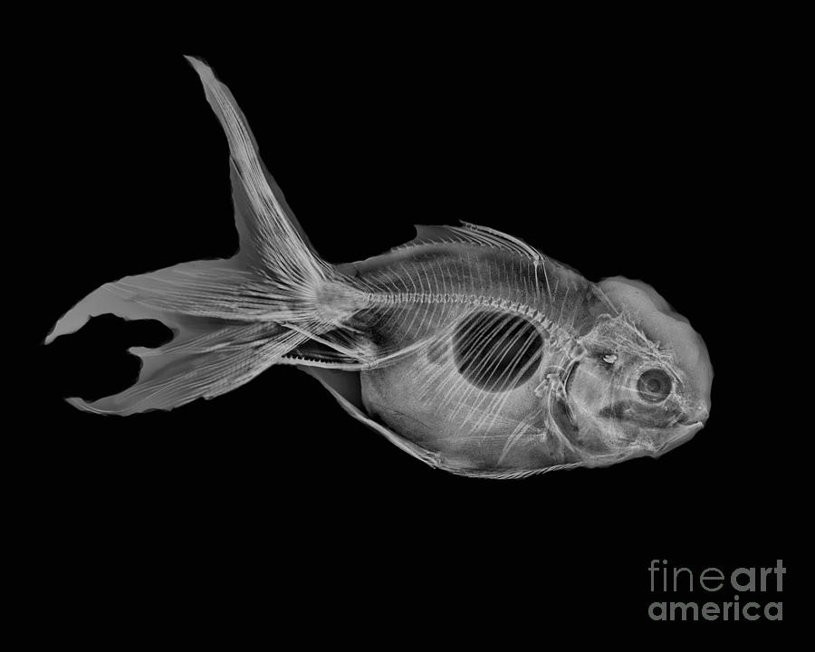 X ray fish фото