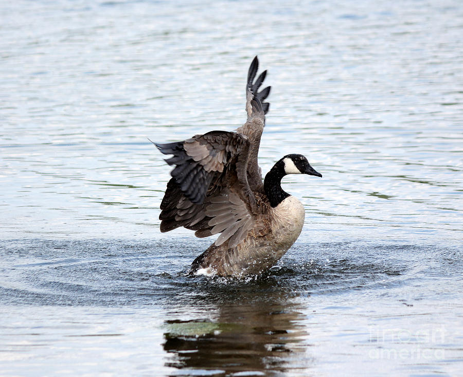Wildlife Photograph - Goose #4 by Lori Tordsen