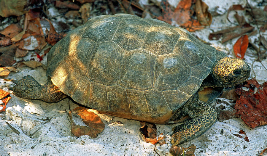 Gopher Tortoise #4 Photograph by Millard H. Sharp