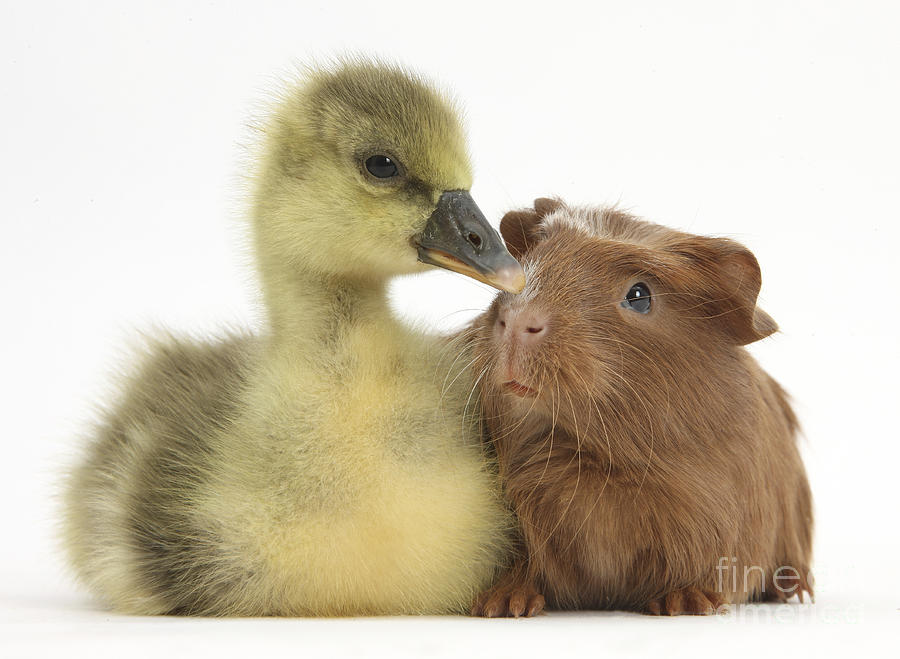 Nature Photograph - Gosling And Baby Guinea Pig #4 by Mark Taylor