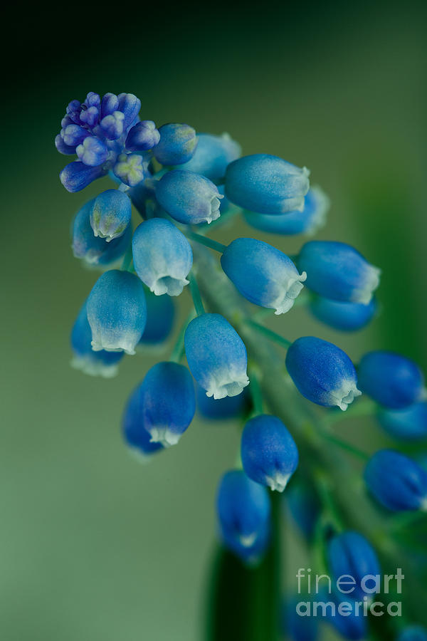 Grape Photograph - Grape Hyacinth #4 by Nailia Schwarz