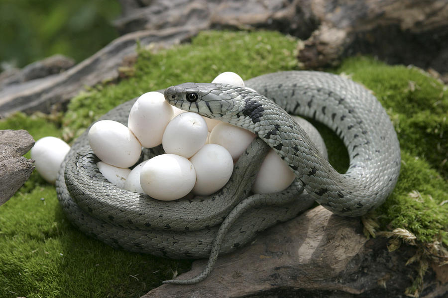 Grass Snake With Eggs #4 Photograph by M. Watson