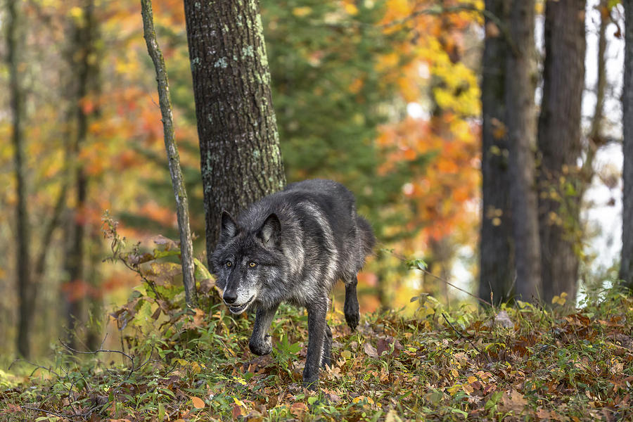 Gray Wolf #4 Photograph by Linda Arndt