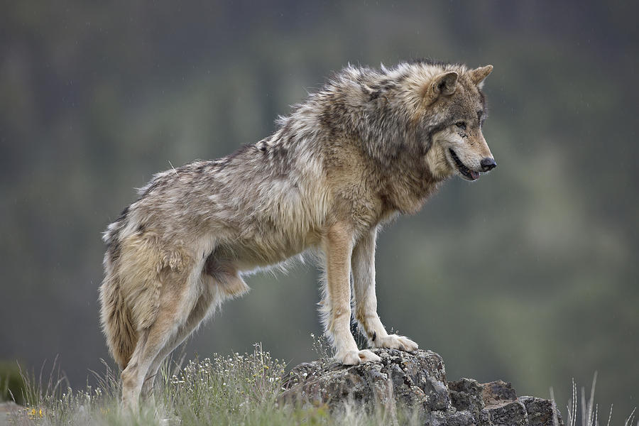 Gray Wolf North America Photograph By Tim Fitzharris