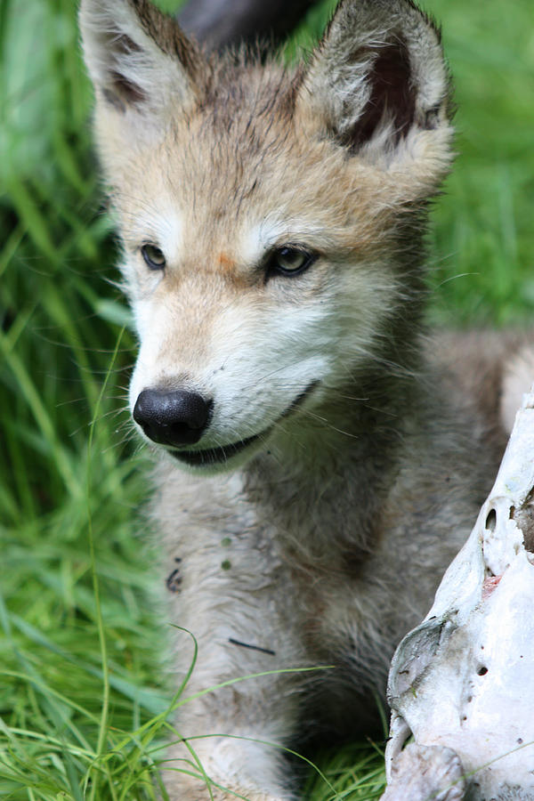 Gray Wolf Pup #4 Photograph by Amanda Stadther