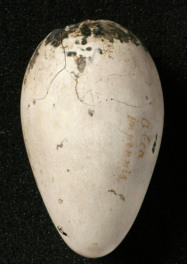 Nature Photograph - Great Auk Egg #4 by Natural History Museum, London/science Photo Library