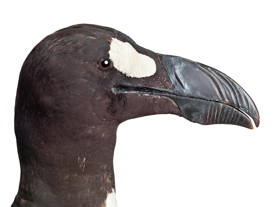 Great Auk Photograph by Natural History Museum, London - Fine Art America