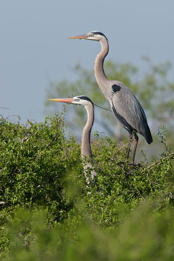 Great Blue Heron (ardea Herodias #4 Photograph By Larry Ditto - Fine 