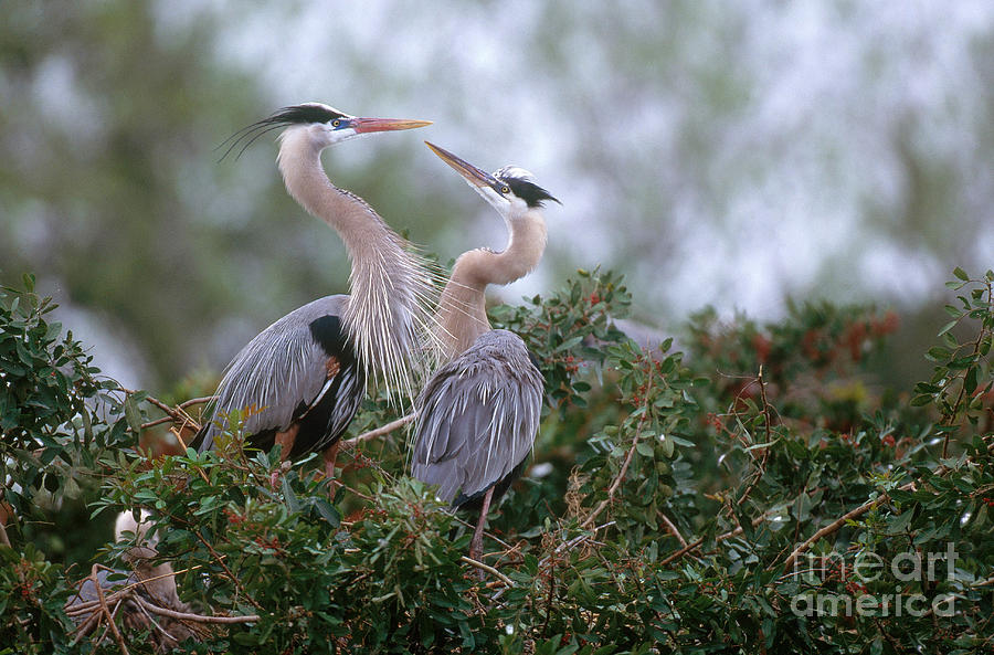 Heron Photograph - Great Blue Heron #4 by Art Wolfe