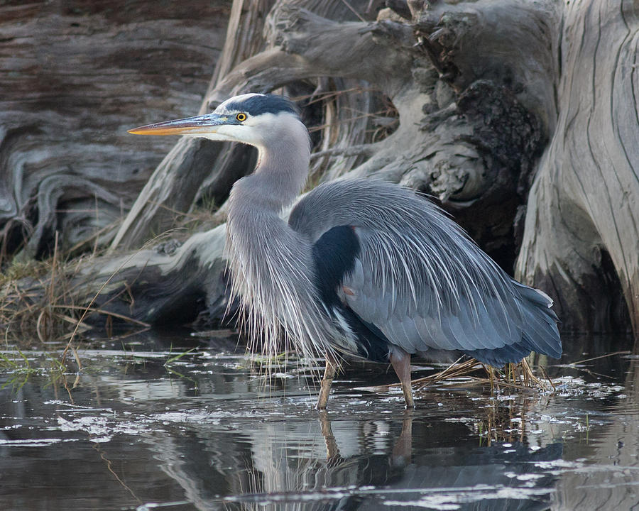 Great Blue Heron Photograph by Bob Stevens - Fine Art America