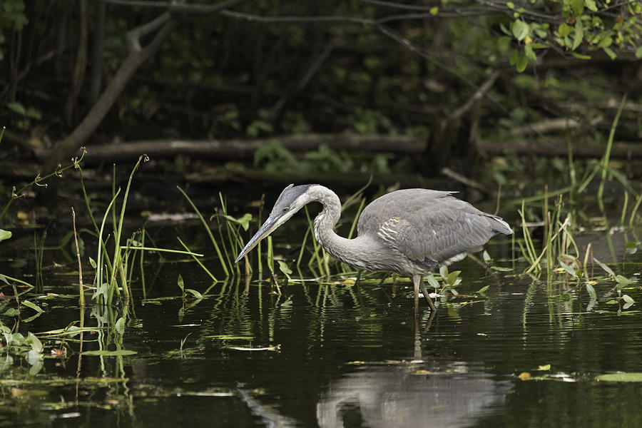 Great Blue Heron fishing #4 Photograph by Josef Pittner