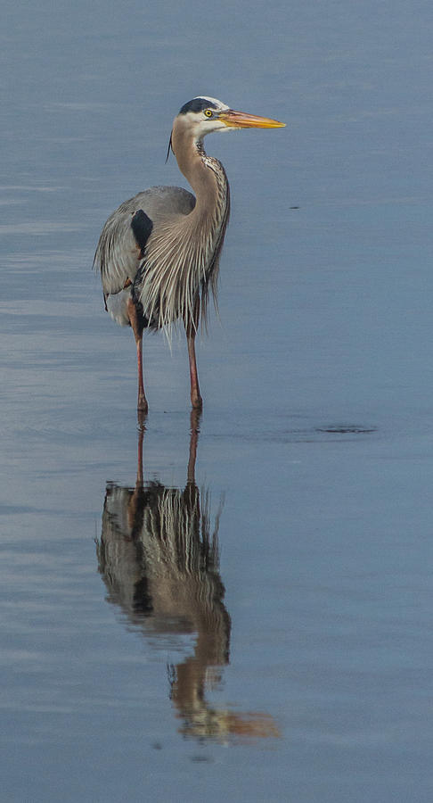 Great Blue Heron #4 Photograph by Jane Luxton