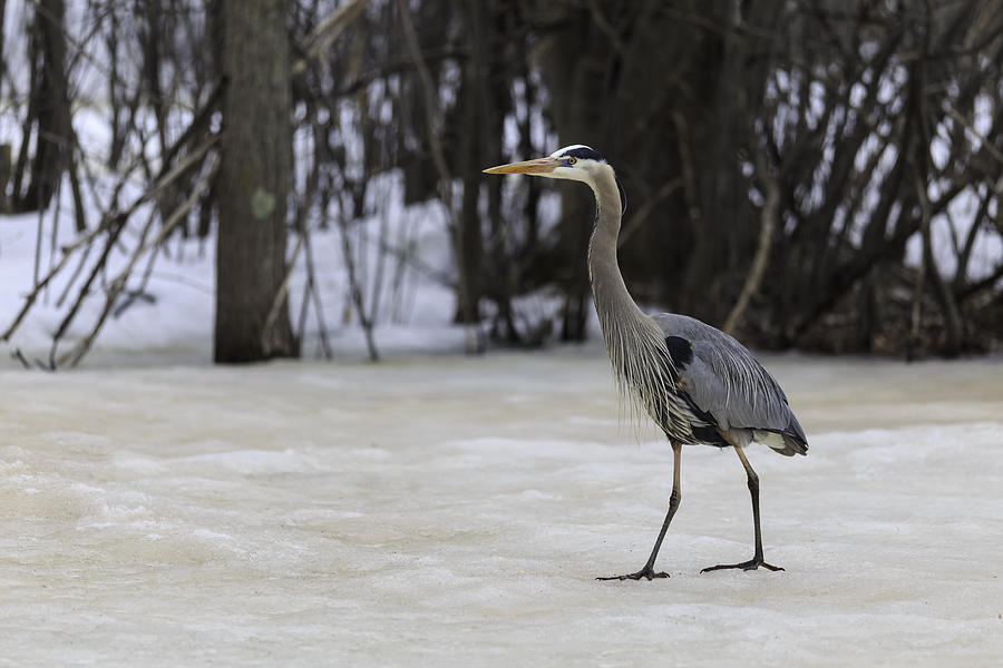 Great Blue Heron #4 Photograph by Josef Pittner
