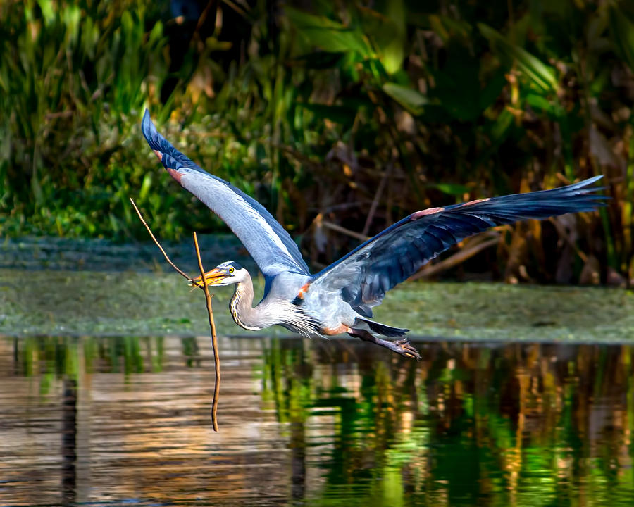 Great Blue Heron #4 Photograph by Mark Andrew Thomas