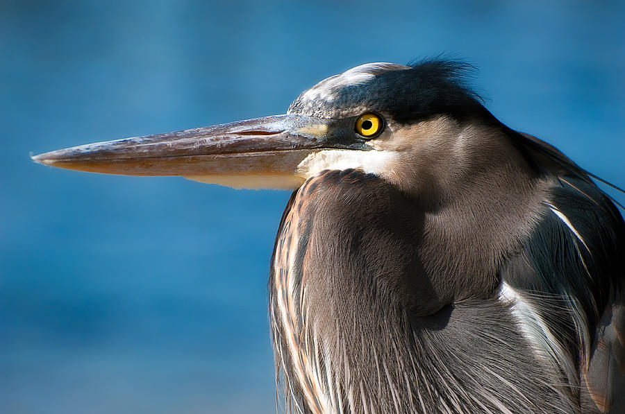Nature Photograph - Great Blue Heron #4 by Richard Leighton