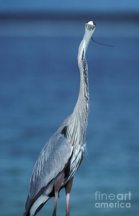Heron Photograph - Great Blue Heron #4 by Ron Sanford