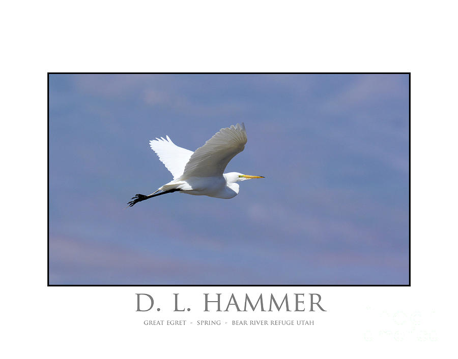 Great Egret #4 Photograph by Dennis Hammer