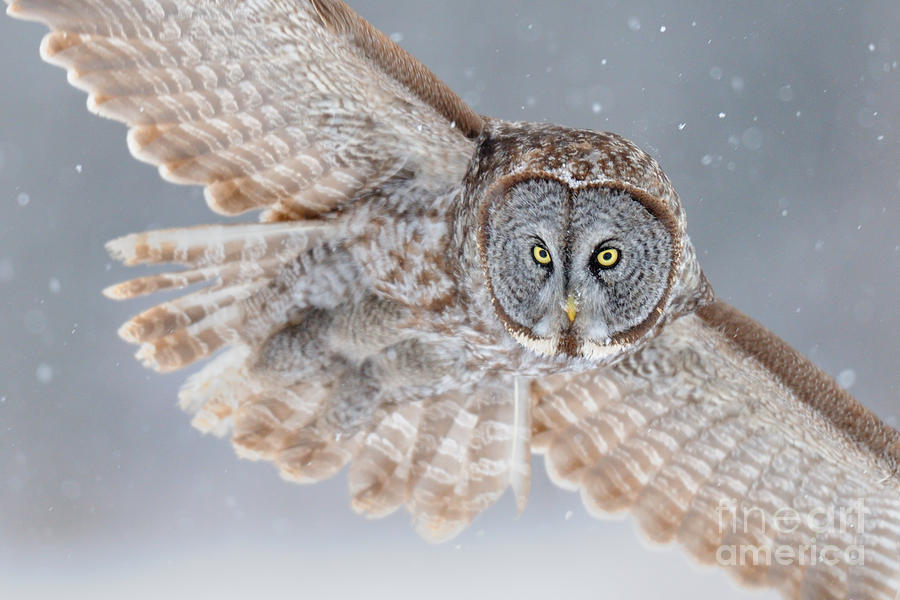 Great Gray Owl #1 Photograph by Scott Linstead