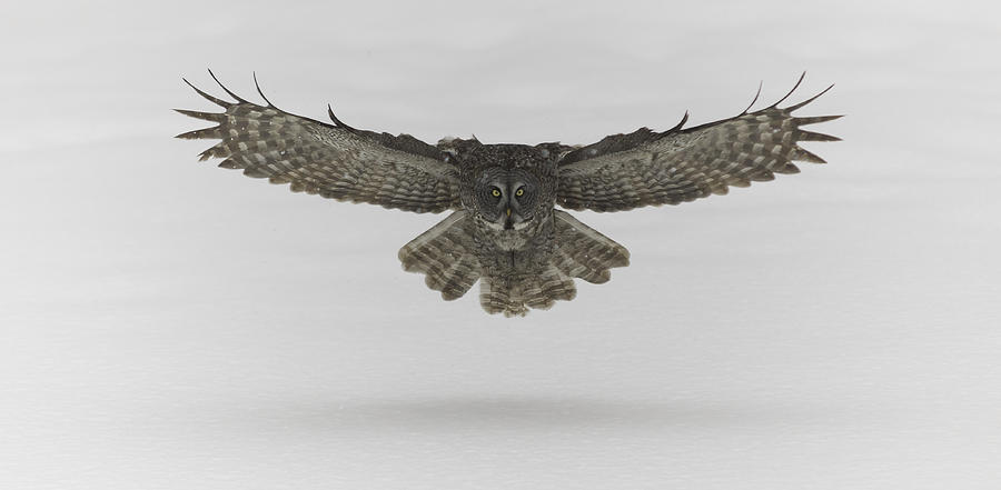 Great Grey Owl in flight #4 Photograph by Josef Pittner