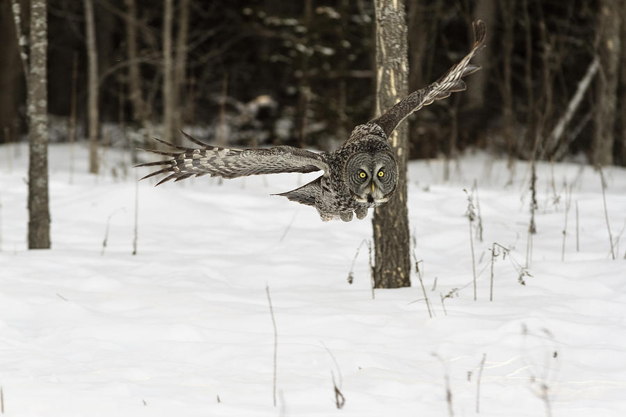 Great Grey Owl #4 Photograph by Josef Pittner