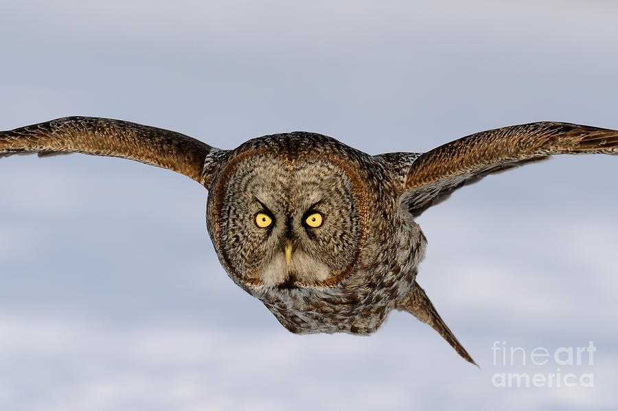 Great Grey Owl Photograph by Scott Linstead