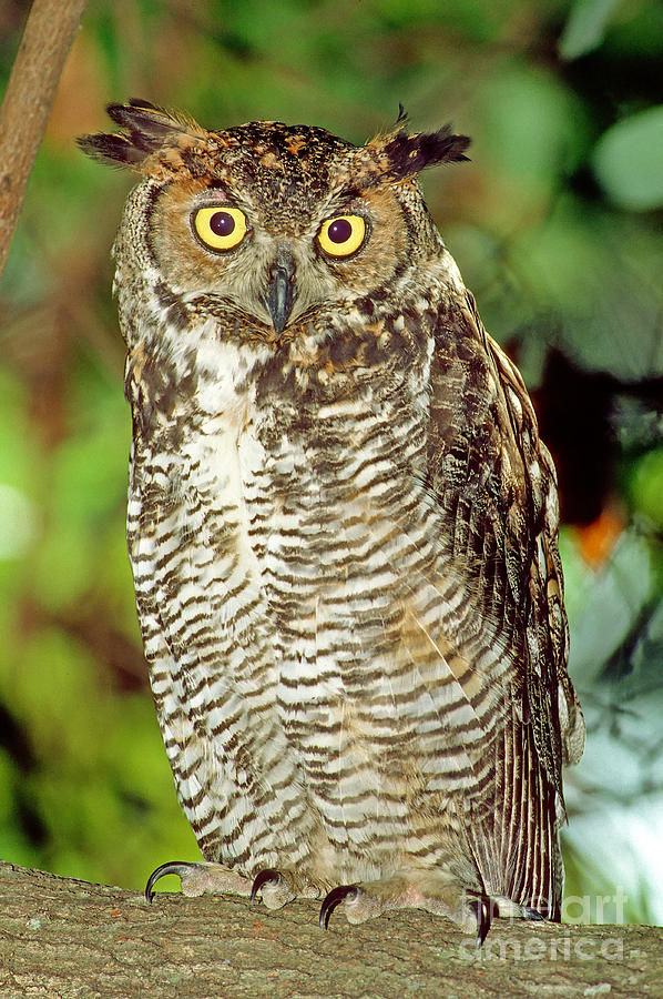 Great Horned Owl #7 Photograph by Millard H Sharp