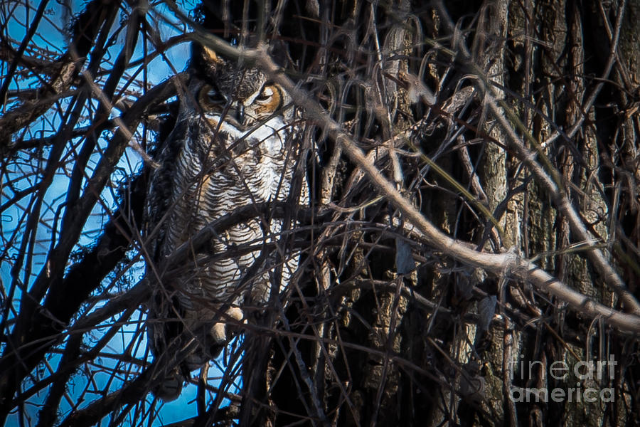 Great Horned Owl #4 Photograph by Ronald Grogan