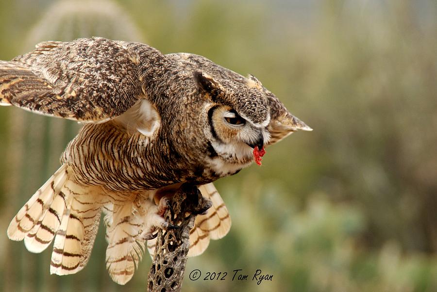Great Horned Owl #5 Photograph by Tam Ryan