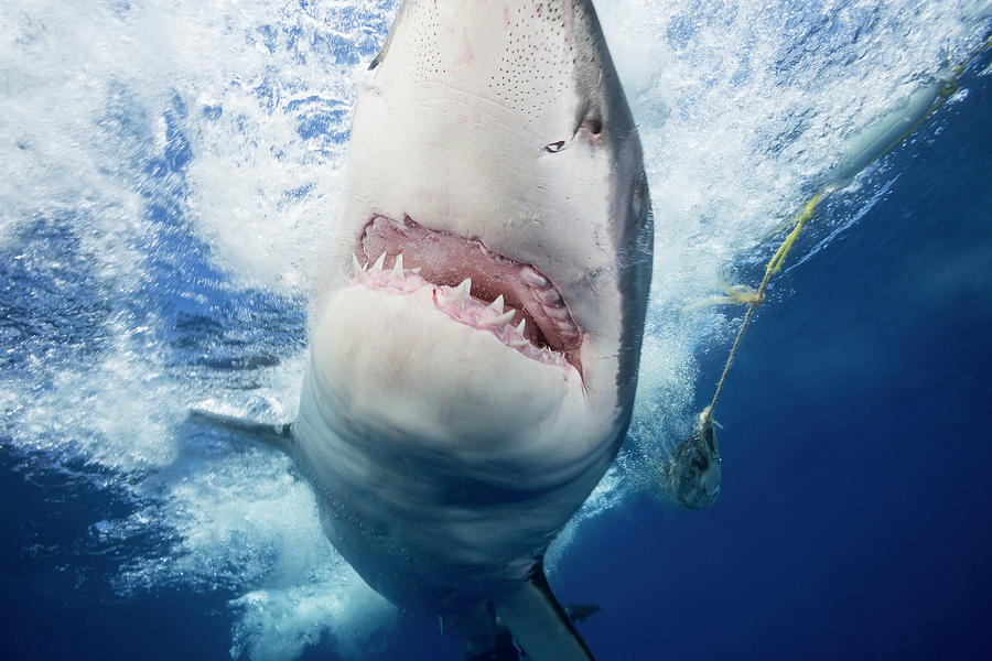 Fish Photograph - Great White Shark  Carcharodon #4 by Dave Fleetham