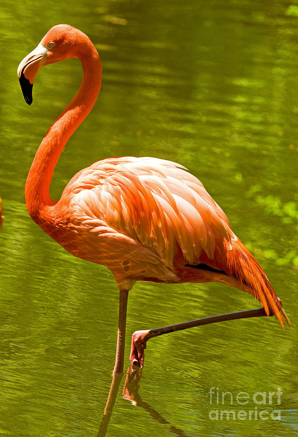 Greater Flamingo #4 Photograph by Millard H. Sharp
