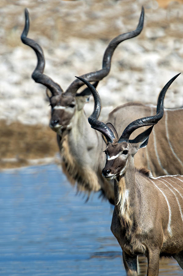 Greater Kudu Tragelaphus Strepsiceros #4 Photograph by Panoramic Images