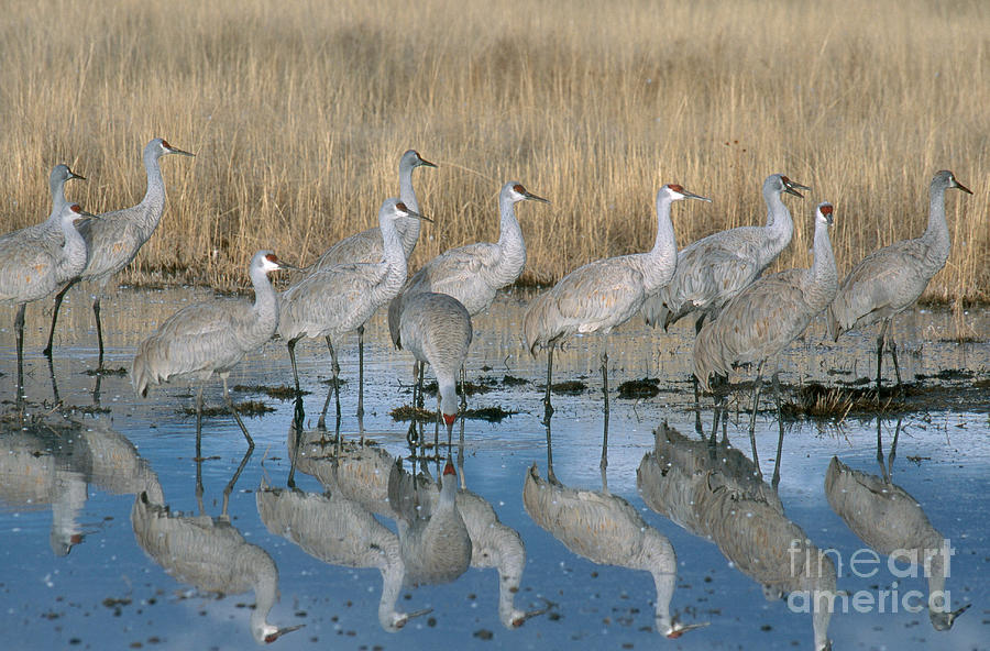 Wildlife Photograph - Greater Sandhill Crane Flock In Roost #4 by William H. Mullins