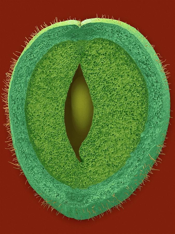 Green Bean Parenchyma Cells And Seed #4 Photograph by Dennis Kunkel Microscopy/science Photo Library