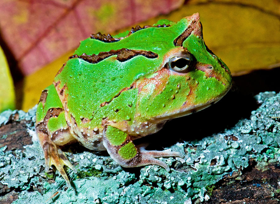 Green Fantasy Frogpacman Frog #4 Photograph by Millard H. Sharp