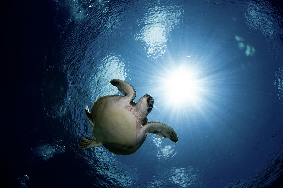 Green Sea Turtle In The Waters #4 Photograph by Alessandro Cere
