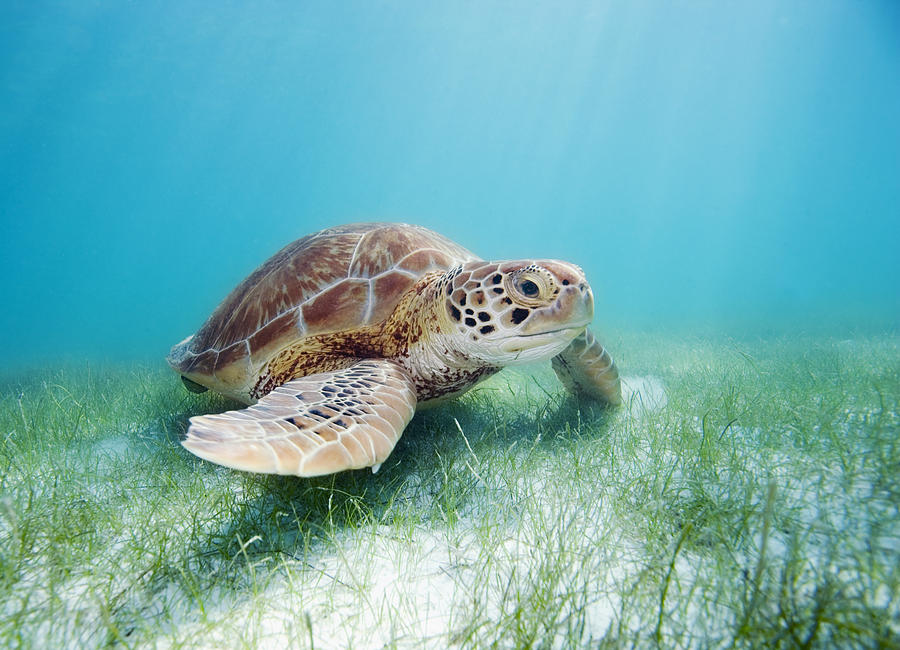 Green sea turtle #4 Photograph by M Swiet Productions