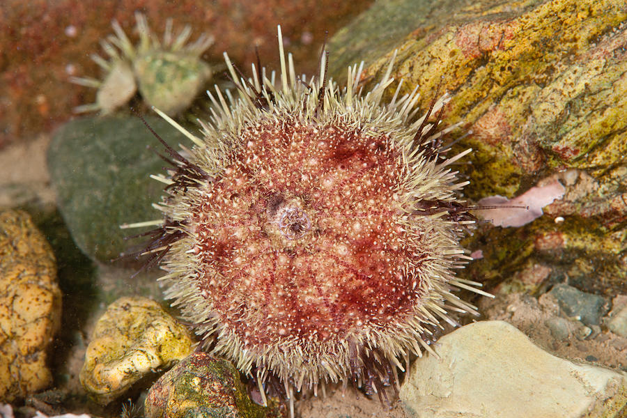 Green Sea Urchin #4 Photograph by Andrew J. Martinez