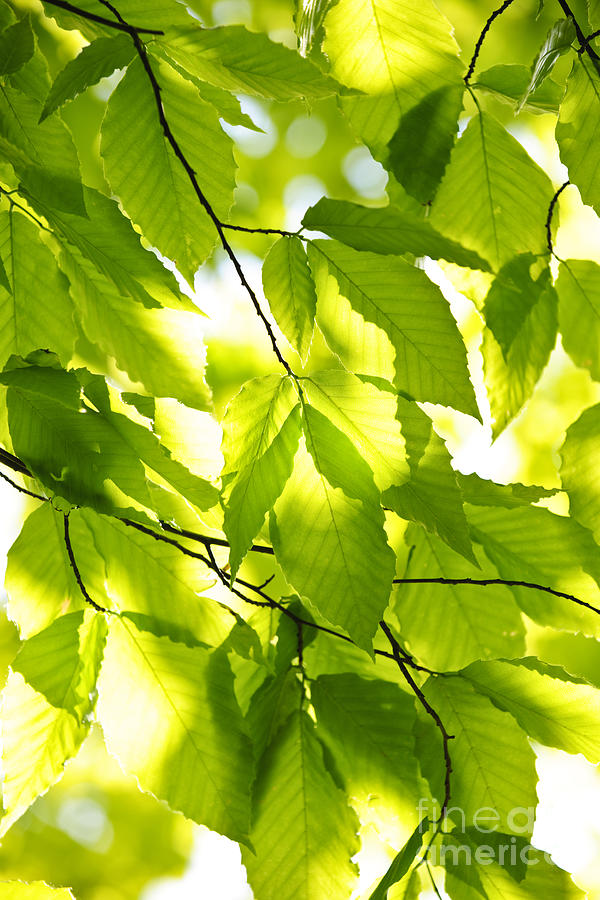 Green spring leaves 3 Photograph by Elena Elisseeva